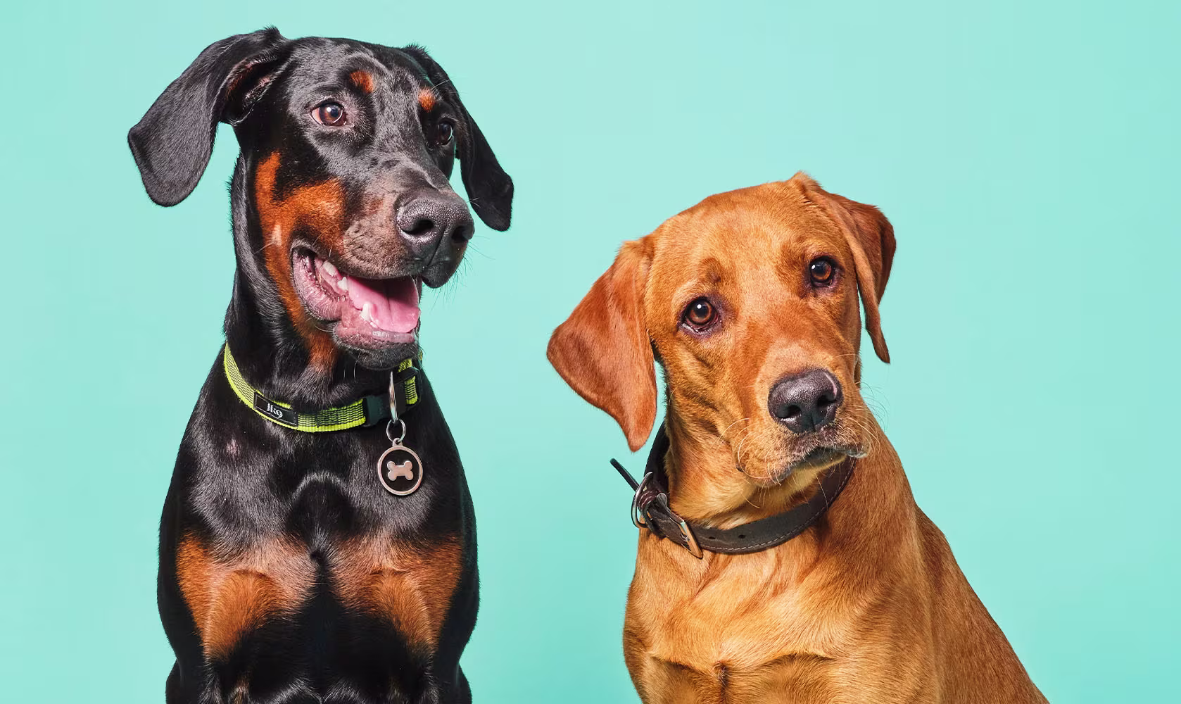 Does cold weather affect dog's joints?-Image 1