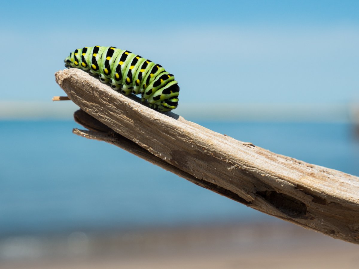 Photo of a caterpillar on a branch