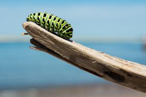 Photo of a caterpillar on a branch