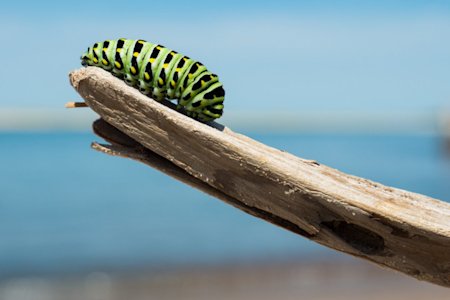 Photo of a caterpillar on a branch