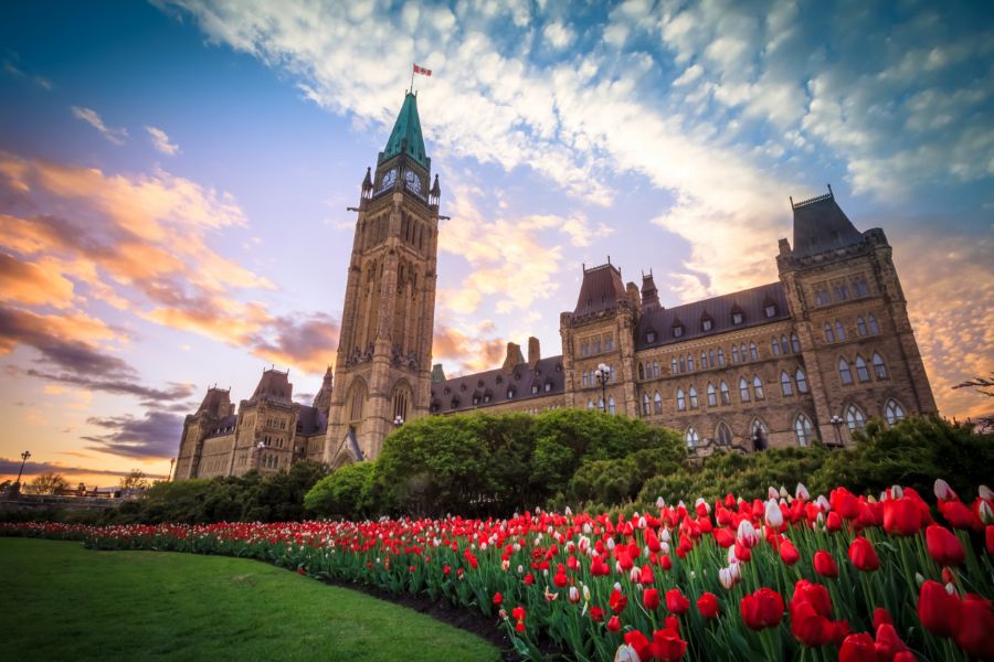 The Canadian Parliament building in Ottawa at sunset, featuring a clock tower and a garden filled with vibrant red and white tulips in the foreground.