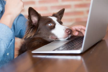 Pet dog looking at a computer screen