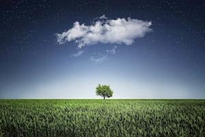 A green tree in a grass field.