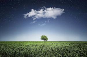 A green tree in a grass field.