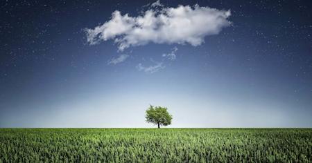 A green tree in a grass field.