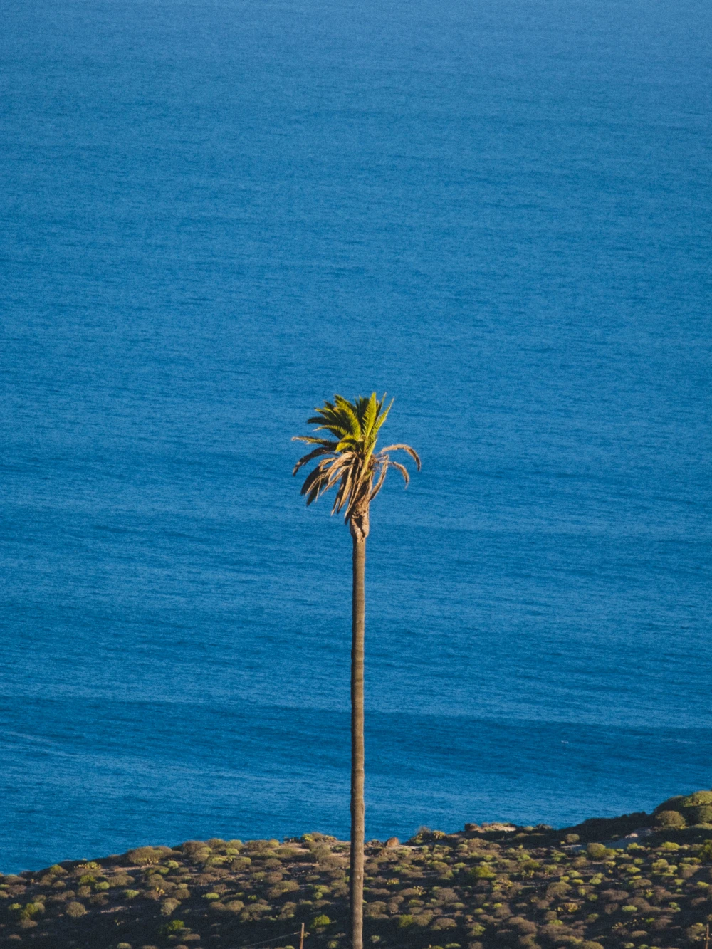 Surf Garage - La Palma