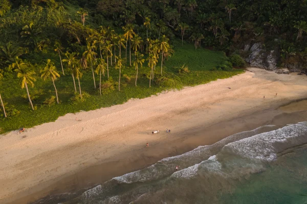 Surf Garage Art Co - The palm trees of the pacific