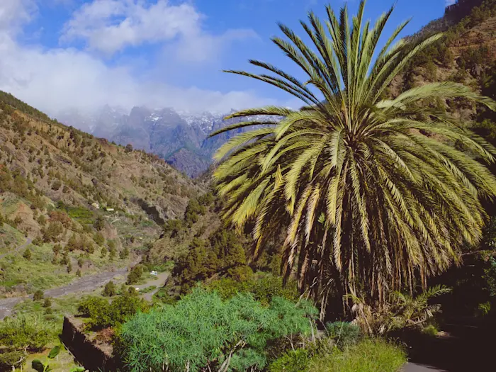 Surf Garage - The palm tree of La Palma