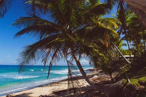 Surf Garage Art Co - Idyllic Puerto Rican Beach