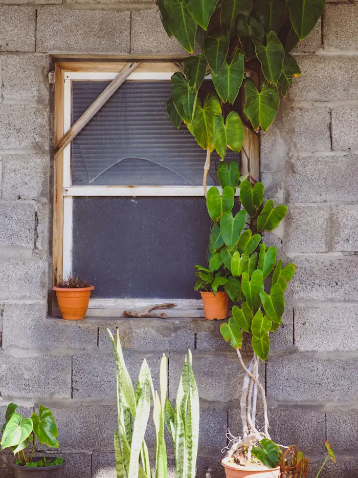 Surf Garage - Philodendron