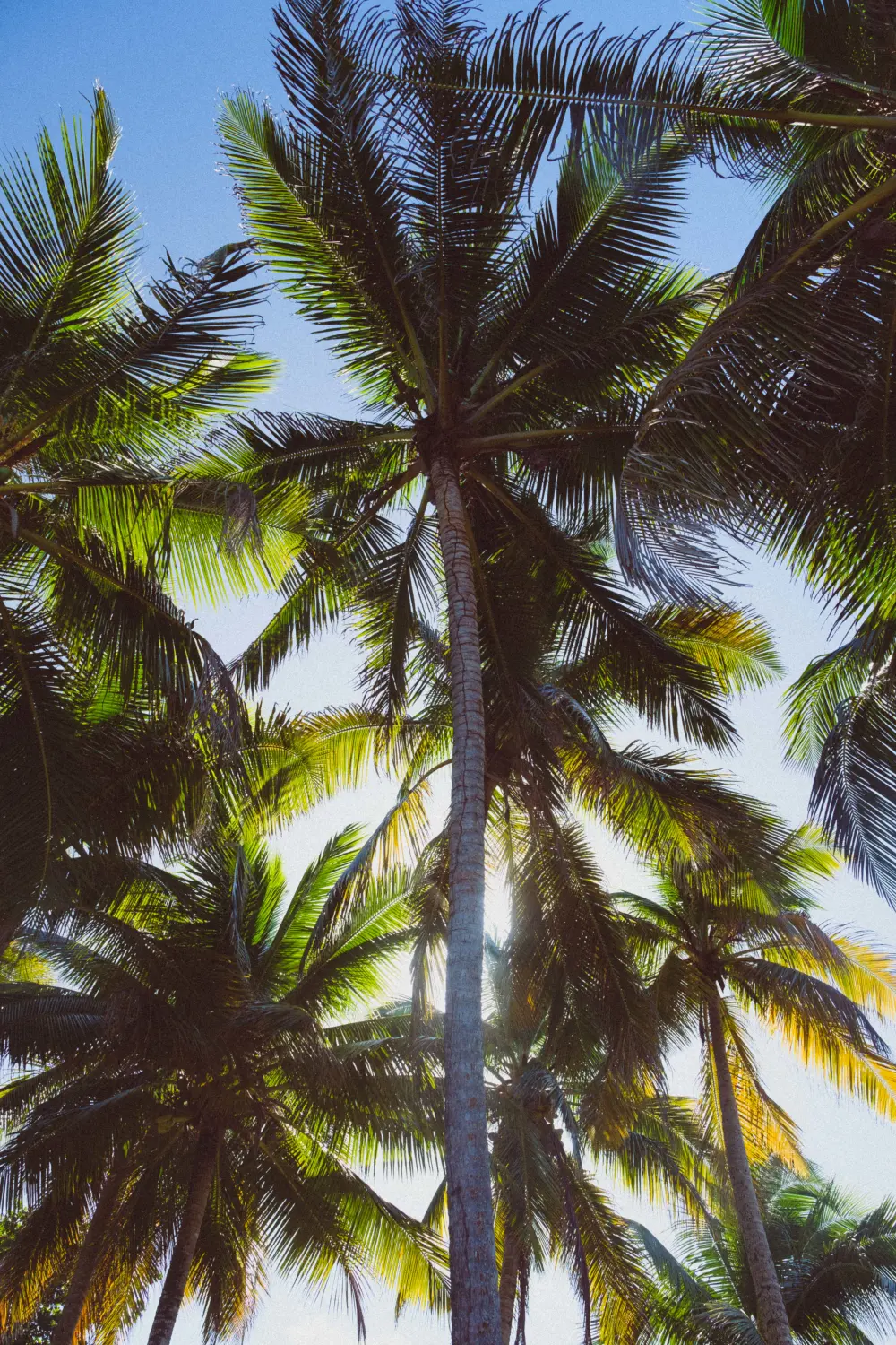 Surf Garage - Palm trees reaching for the sky