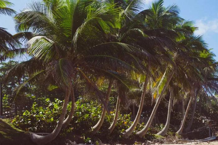 Surf Garage - Jungle leaning over the sea