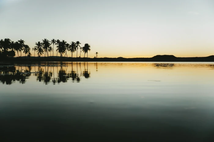 Surf Garage - Reflejo Palmeras