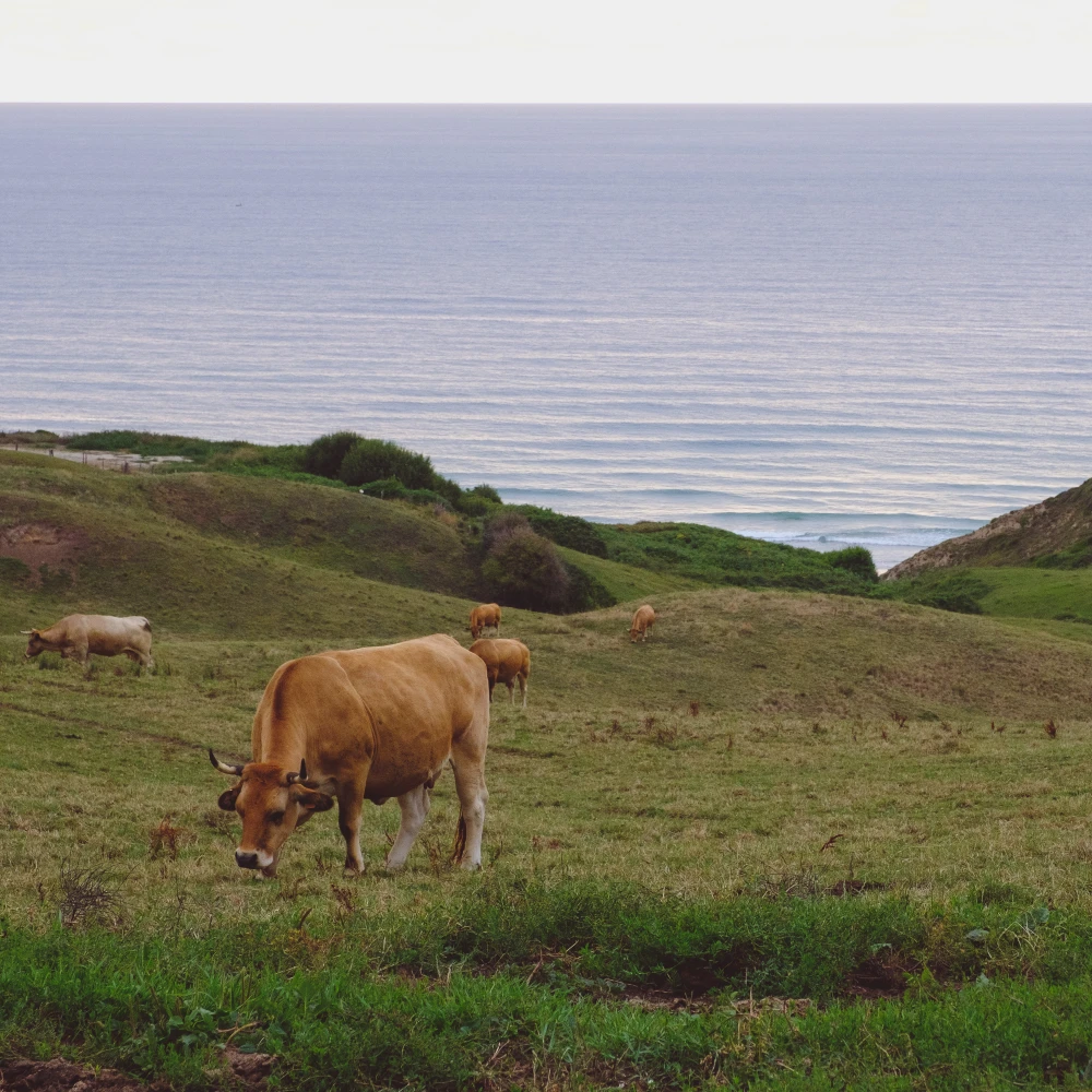 Surf Garage - Vacas y Olas