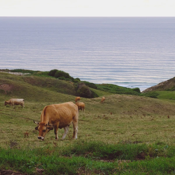 Surf Garage Art Co - Vacas y Olas