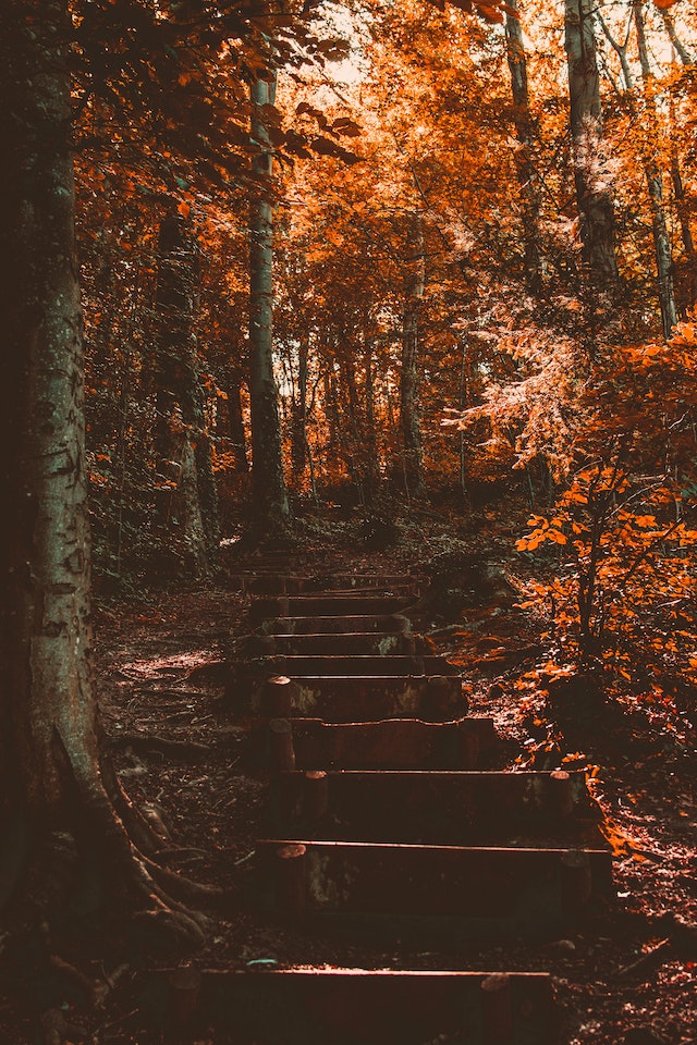 forest-stairs.jpg