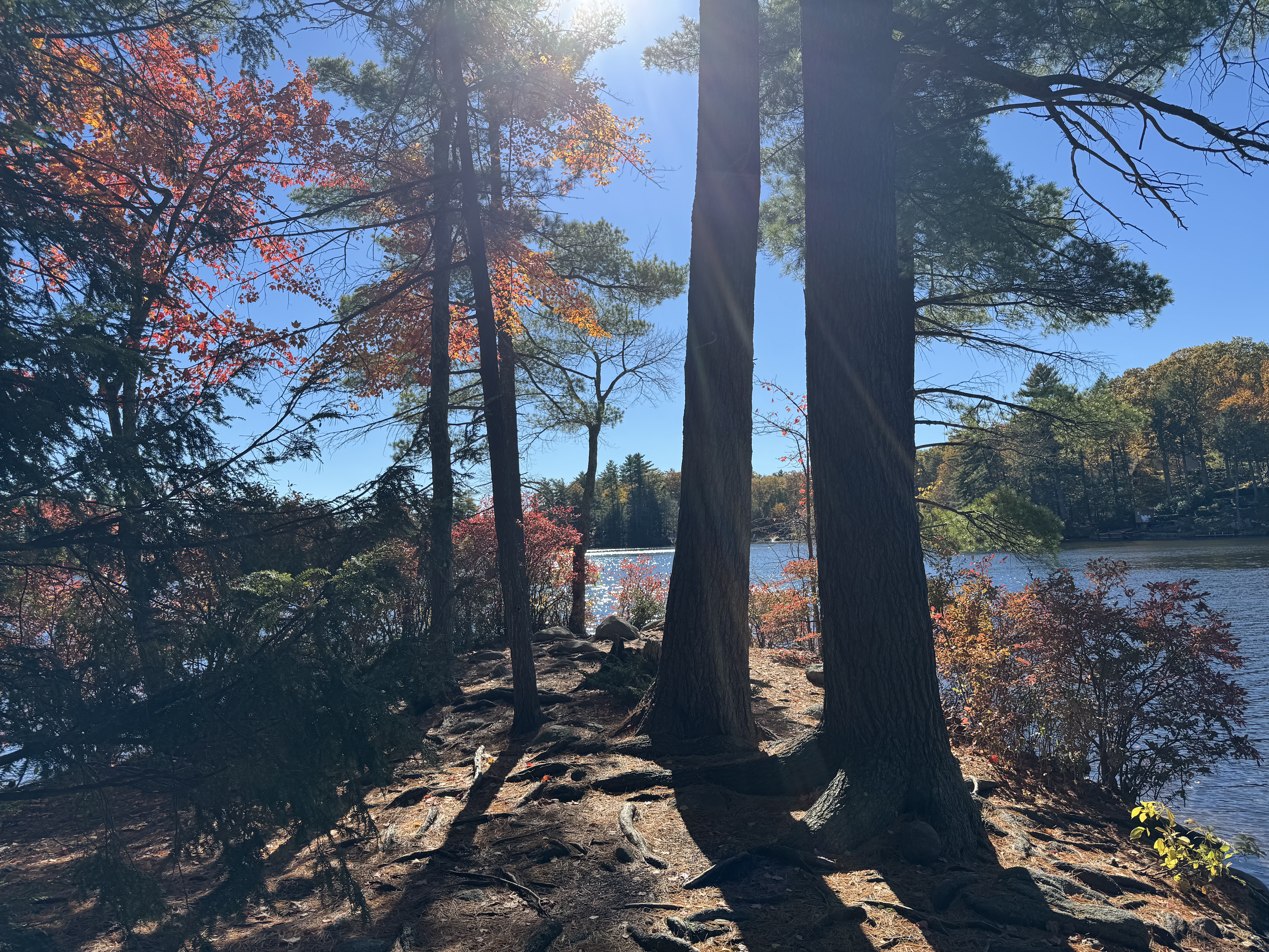 An arch-bottom bridge connects two sides of a vivid green forest jungle. A brilliant, single-column waterfall flows in the background.