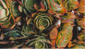 Green, red/orange-rimmed, fractal succulents. 