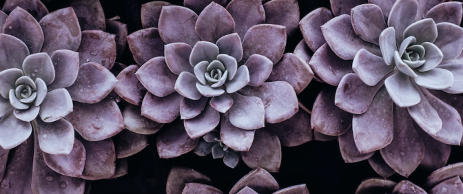 purple-succulent