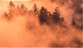 A fog shroud engulfs a forest, illuminated by orange/pink hues of a sunrise.