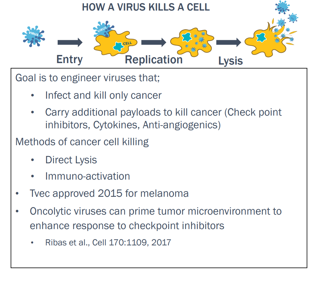 (Source: Imugene Presentation) A diagram depicting how a virus 'kills' a cancer cell 