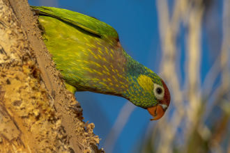 A green lorikeet in an unknown location peers out at the photographer 