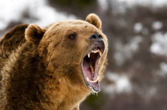 Bear Market - Close up of Growling Grizzly Bear