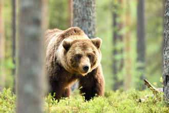 Bear Market - brown bear powerful pose in forest at summer