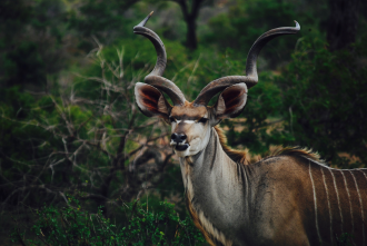 Kudu Africa