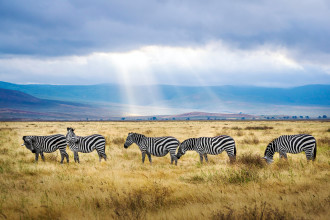 Zebras enjoy a stroll on a sunny plain