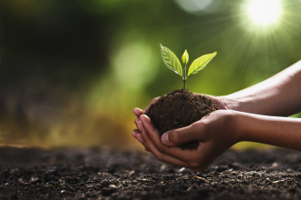 An image depicting an individual transferring a seedling from pot to ground 