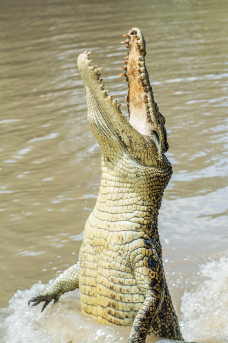 CROC LEAPING