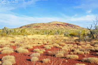 Spinifex bushes stand in the foreground of a large hill in the NT outback covered with scrub