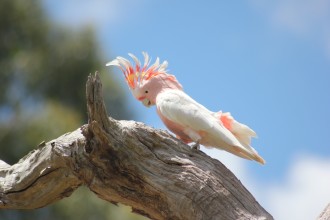 cockatoo bird perched on a branch