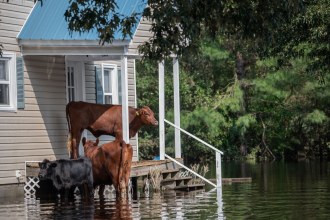 Cows seek refuge from floods