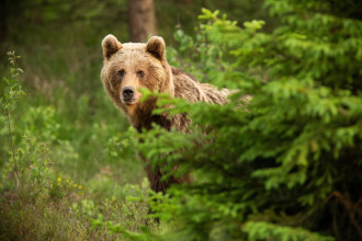 Bear Market - Brown bear, ursus arctos, looking from behind the tree in spring nature. Large predator hinding in green forest. Big mammal standing in woodland
