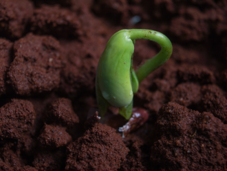 A bean seedling begins to emerge from the ground