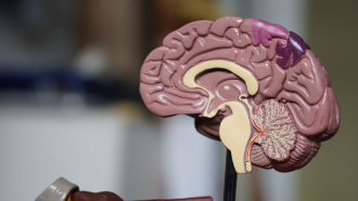 A plastic 3D model of a human brain sits on a Doctor-s desk