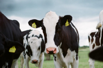 Generic image of dairy cows in the field 