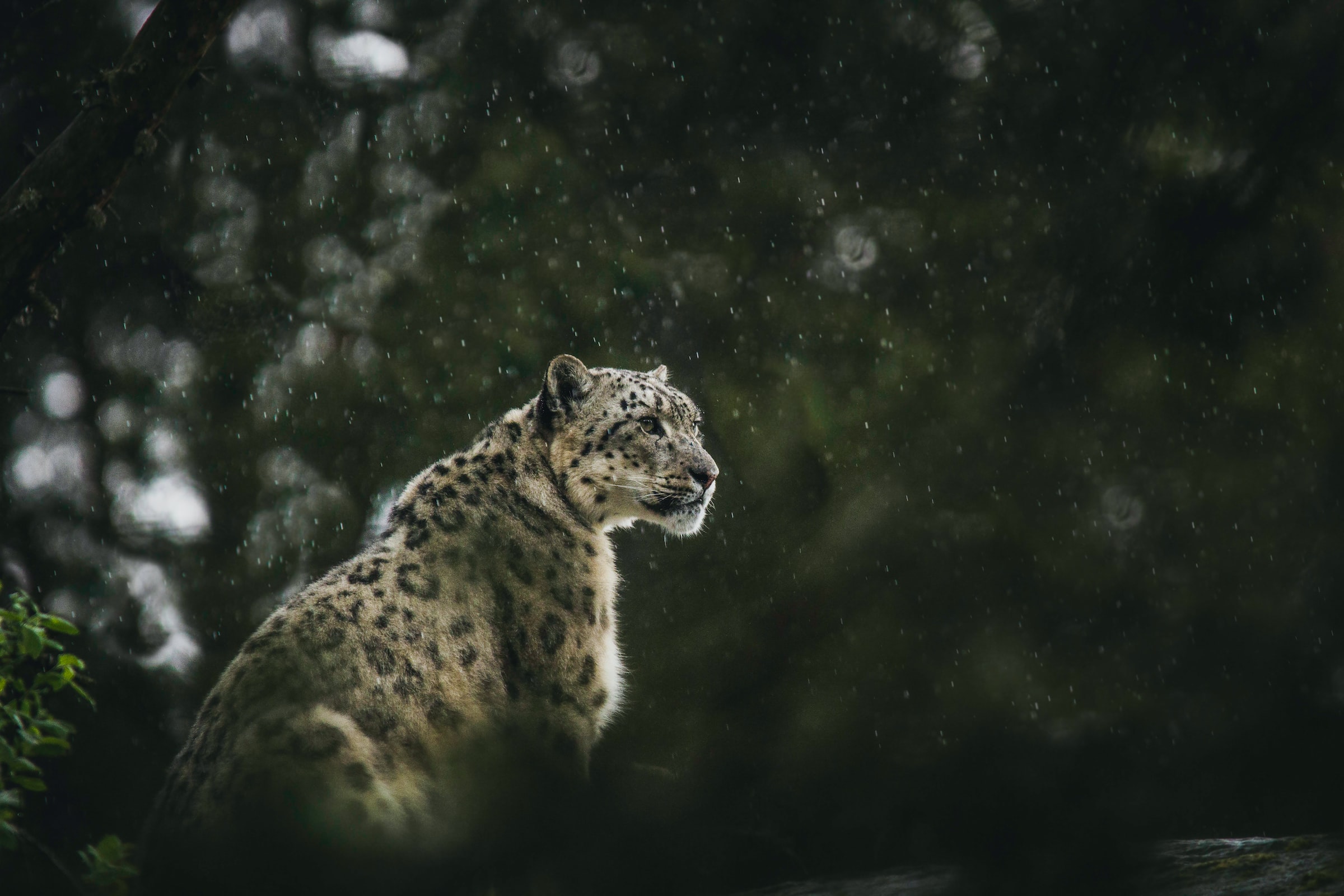 winamp for mac snow leopard