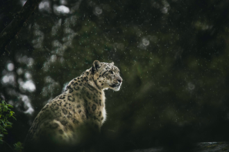 A Snow Leopard on alert in light rain in a forest setting