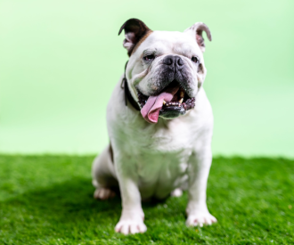 A friendly bulldog stands before a camera, on grass, itself placed before a green background, out of focus