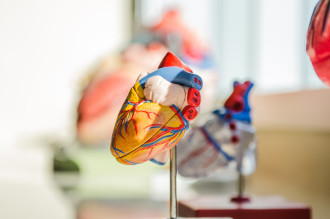 An educational model of a heart sits on a doctor's desk 
