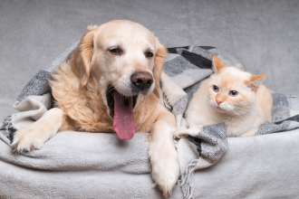 Dog yawning next to a cat in bed