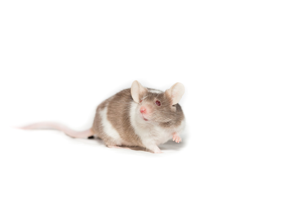 File photo of a laboratory mouse 