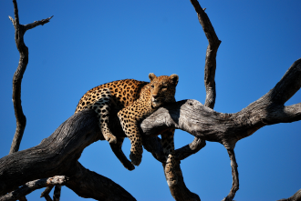 A leopard keeping an eye on the horizon 