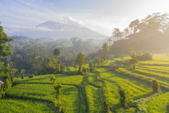 A green field in Indonesia basks in sunlight originating screen right as Mount Agung quietly rests in the far distance obscured by cloud