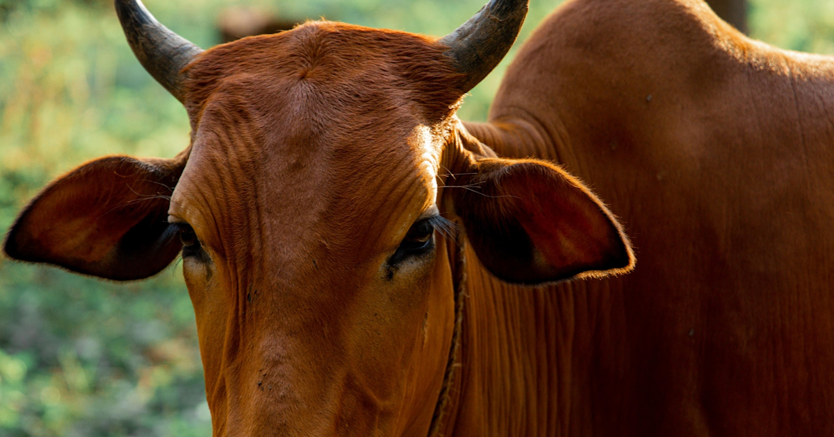 Cattle Prices Snag AACo s Interim Profit Outlook Anything But Bullish cattle-prices-snag-aaco-s-interim-profit-outlook-anything-but-bullish