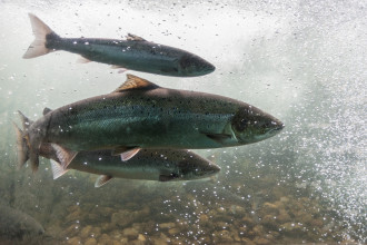 Salmon swimming against river current