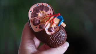 Image of a model figurine of a human kidney 